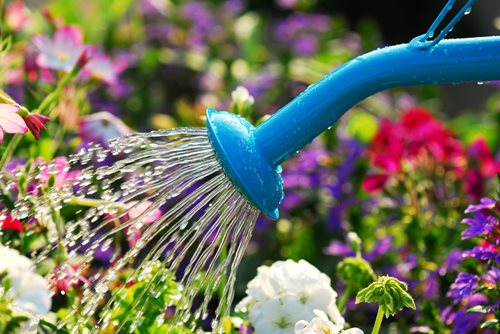 blue watering can watering flowers