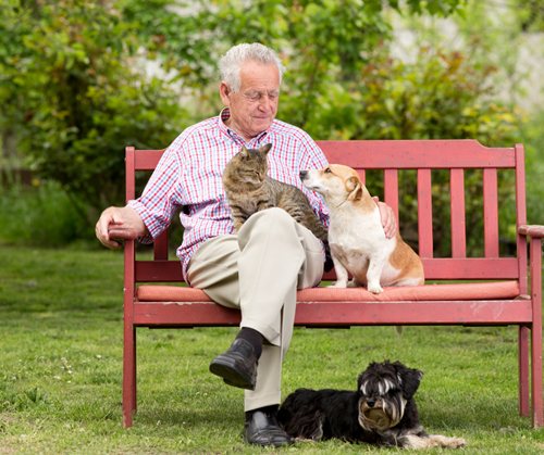Senior gentleman sitting outside on a park bench with a dog and a cat on his lap